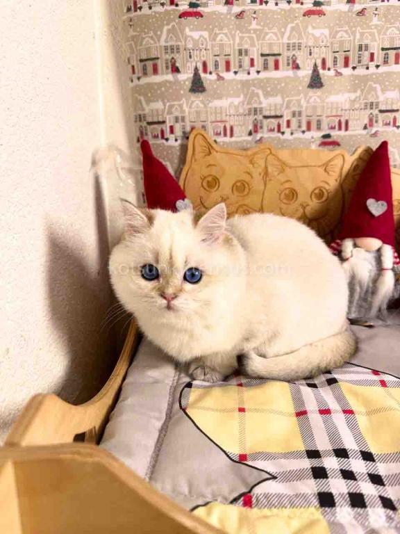 Bailley British Shorthair Boy With Sky Blue Eyes photo 7