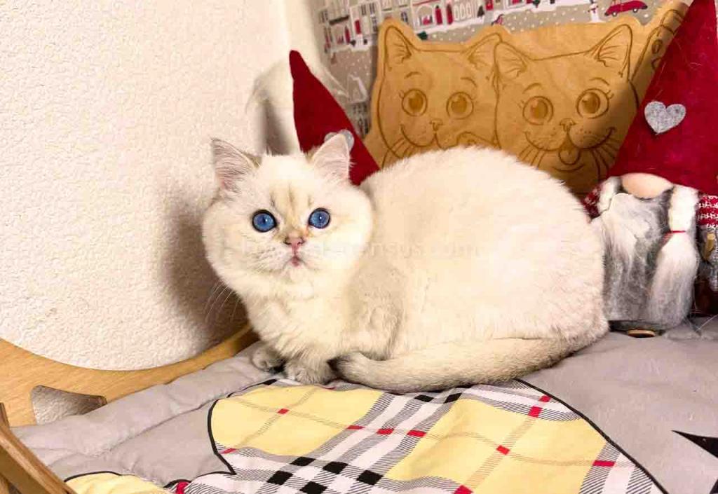 Bailley British Shorthair Boy With Sky Blue Eyes photo 9