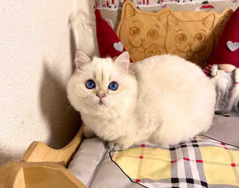 Bailley British Shorthair Boy With Sky Blue Eyes photo 3