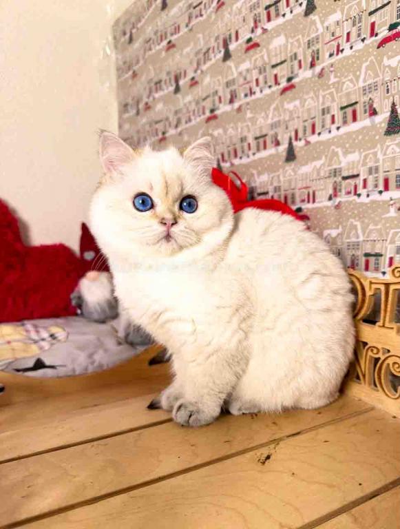 Bailley British Shorthair Boy With Sky Blue Eyes photo 2