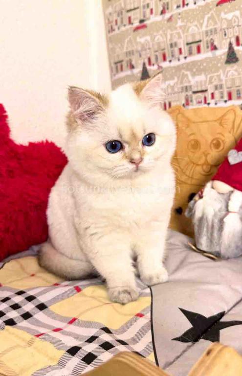 Bailley British Shorthair Boy With Sky Blue Eyes