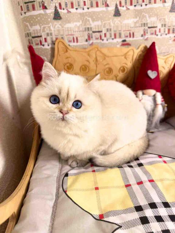 Bailley British Shorthair Boy With Sky Blue Eyes photo 4