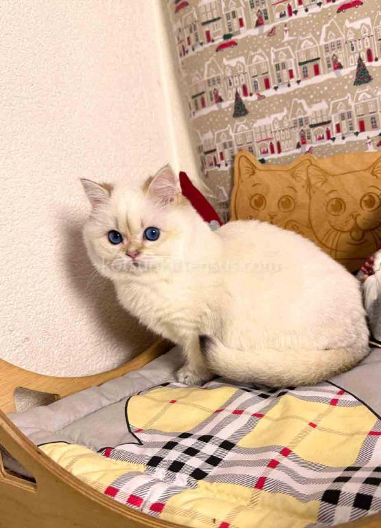 Bailley British Shorthair Boy With Sky Blue Eyes photo 6