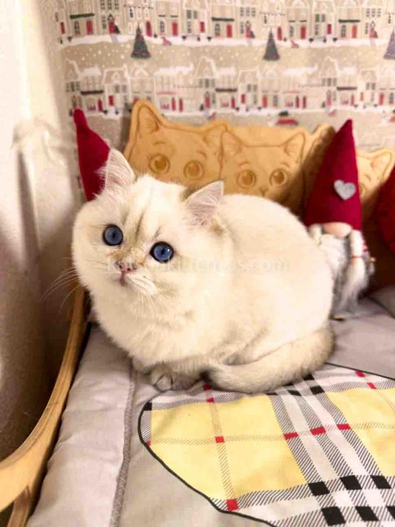 Bailley British Shorthair Boy With Sky Blue Eyes photo 8