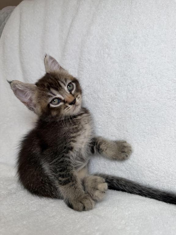 Hugo