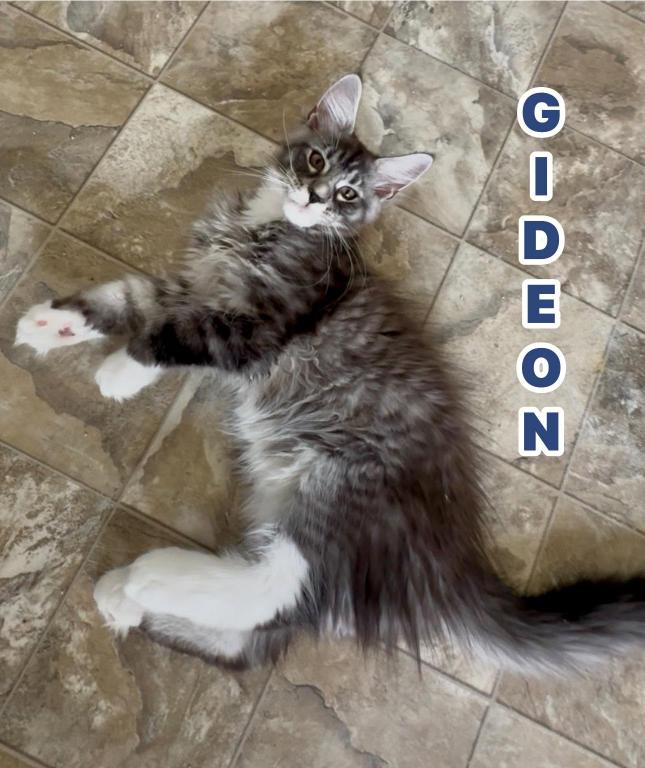 Gideon photo 3