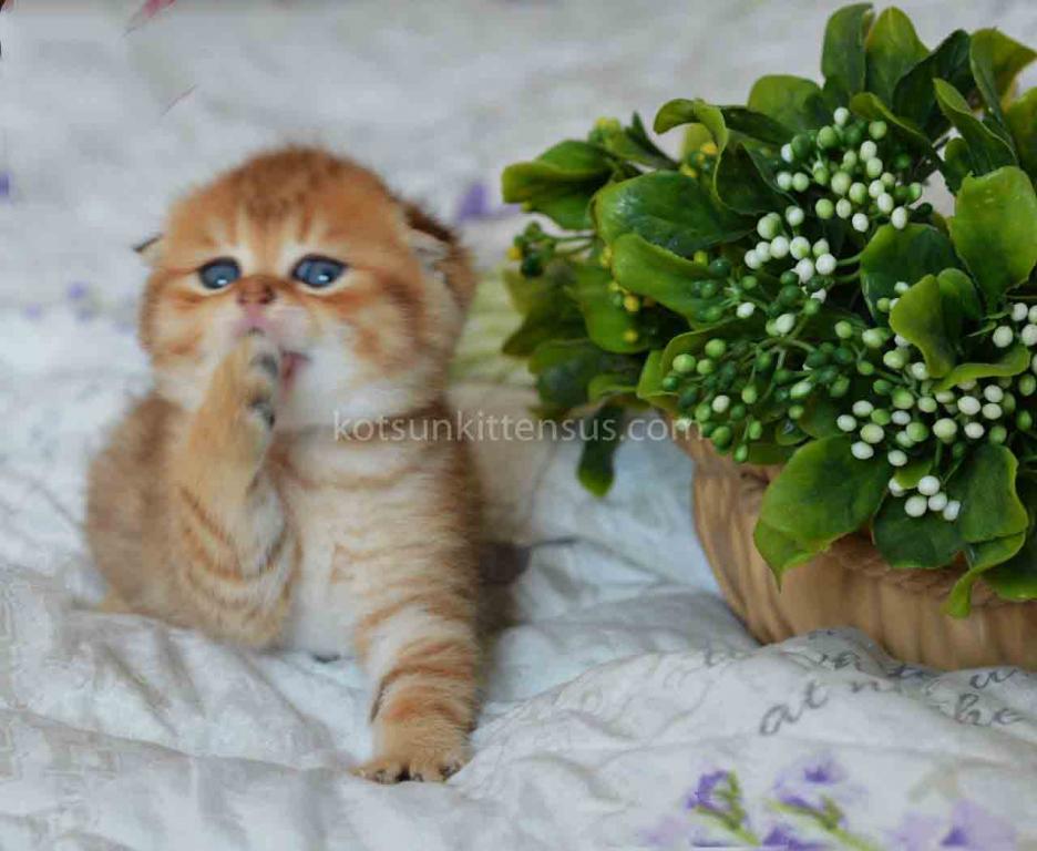 Black Golden Spotted Tabby Scottish Fold Baby Boy photo 3