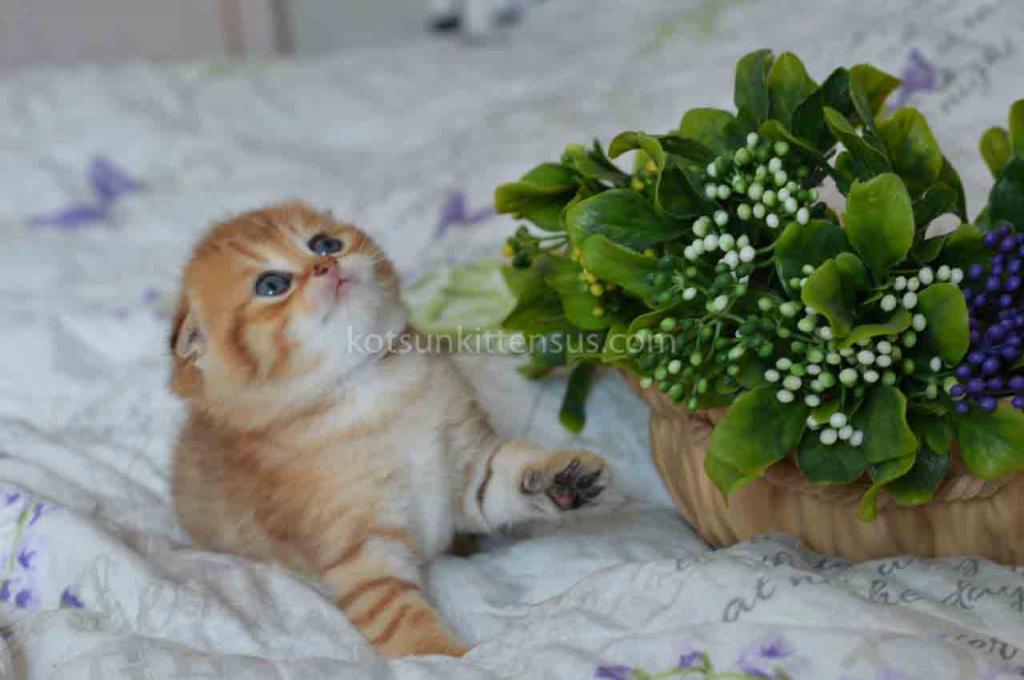 Black Golden Spotted Tabby Scottish Fold Baby Boy photo 2