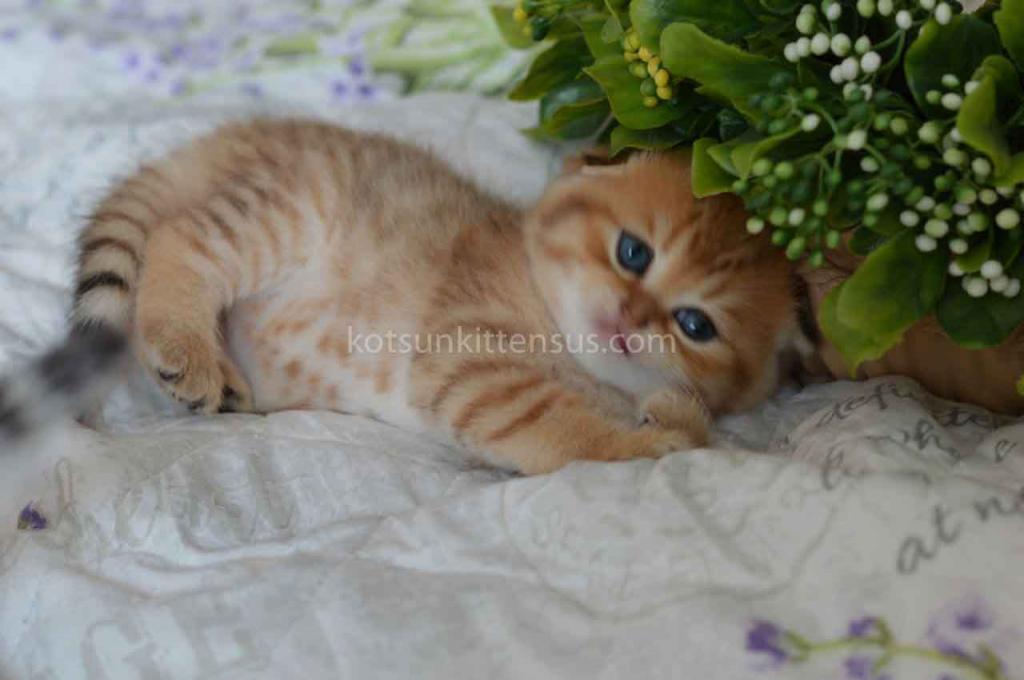 Black Golden Spotted Tabby Scottish Fold Baby Boy photo 8