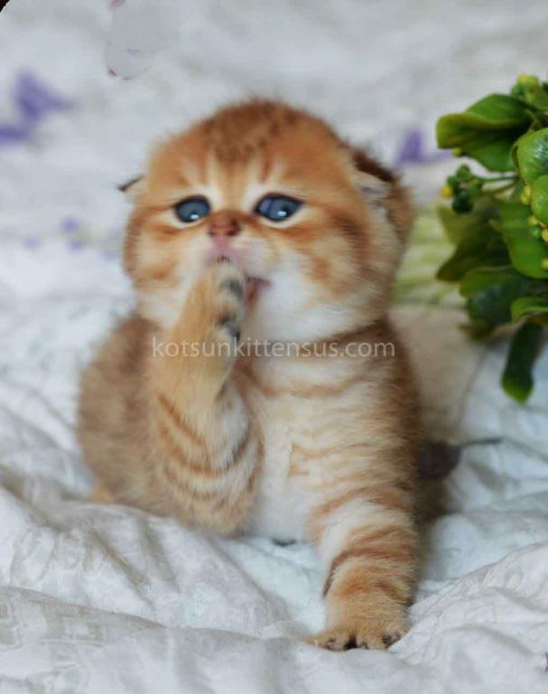 Black Golden Spotted Tabby Scottish Fold Baby Boy photo 4
