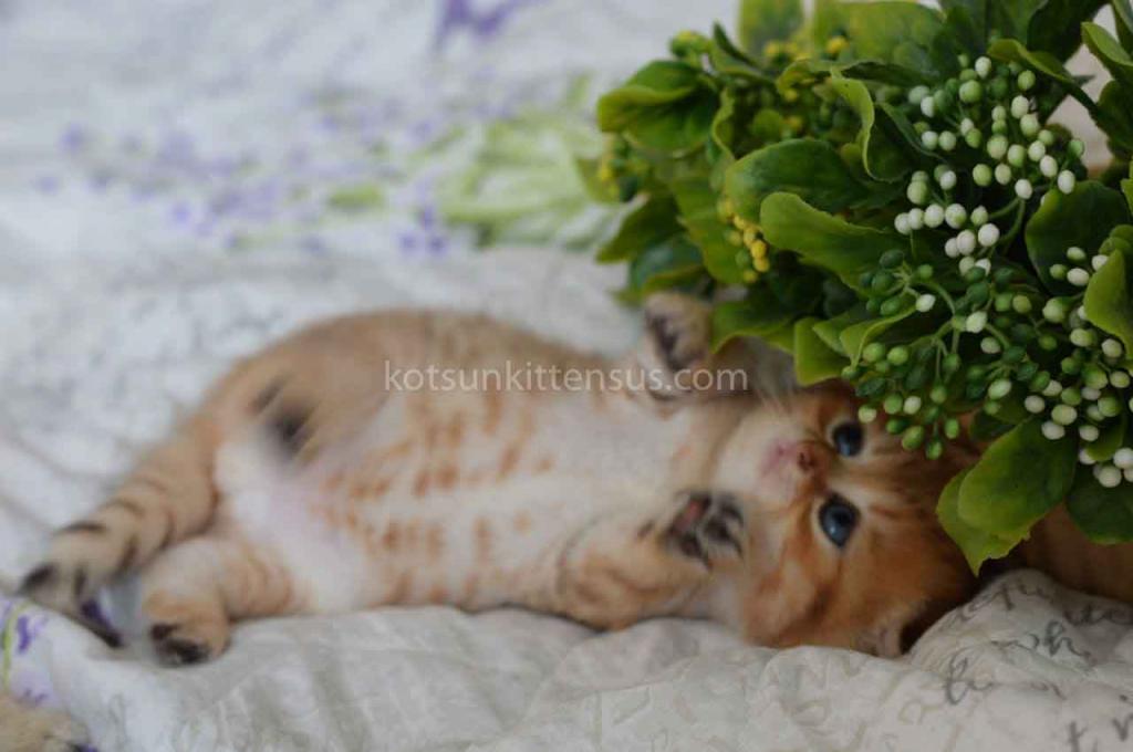Black Golden Spotted Tabby Scottish Fold Baby Boy photo 9