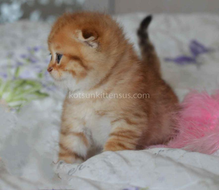 Black Golden Spotted Tabby Scottish Fold Baby Boy photo 11