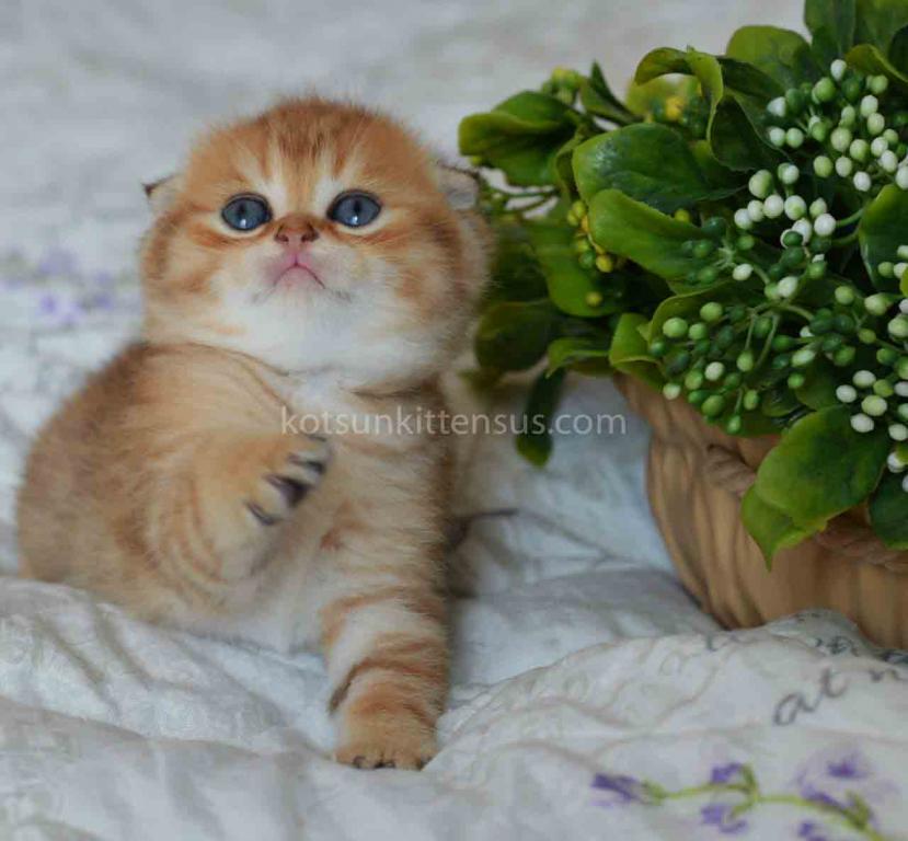 Black Golden Spotted Tabby Scottish Fold Baby Boy photo 5