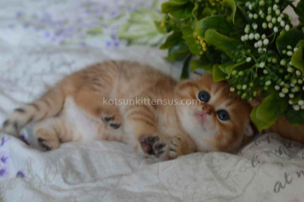 Black Golden Spotted Tabby Scottish Fold Baby Boy photo 6