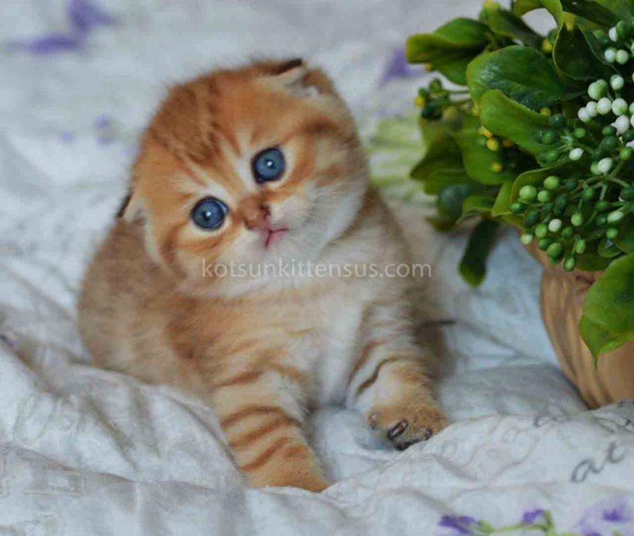 Black Golden Spotted Tabby Scottish Fold Baby Boy photo 7