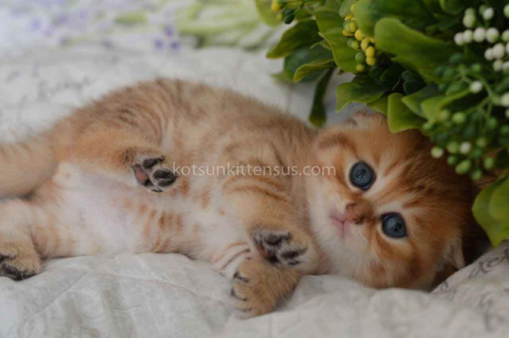 Black Golden Spotted Tabby Scottish Fold Baby Boy