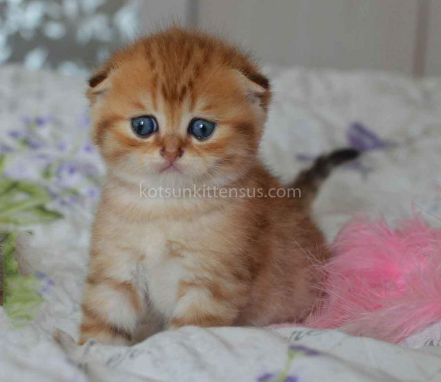 Black Golden Spotted Tabby Scottish Fold Baby Boy photo 10