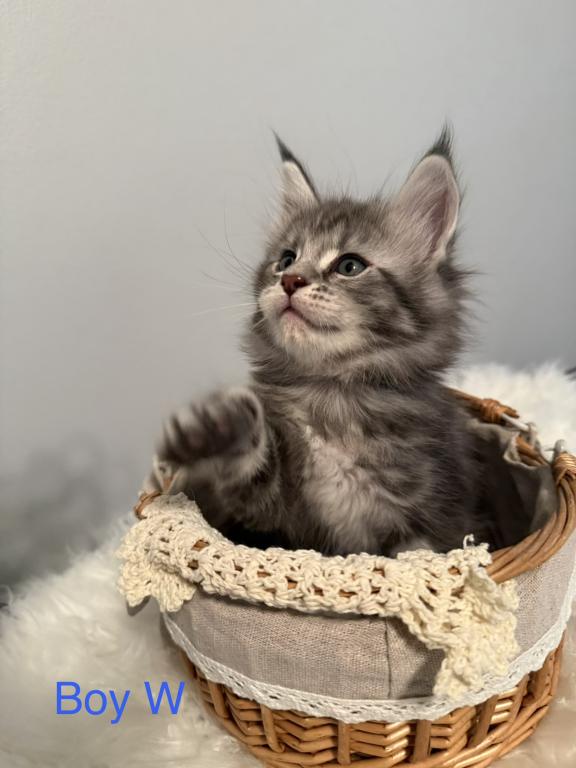Black Silver Classic Tabby photo 4