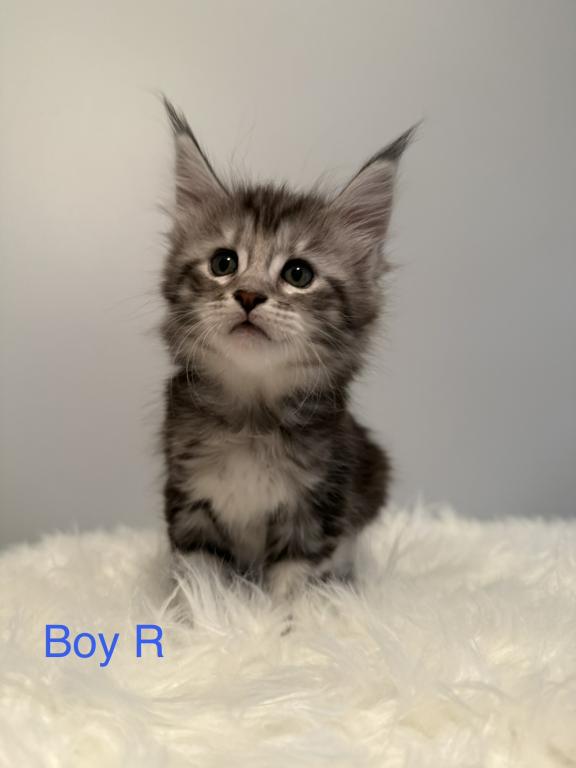 Black Silver Classic Tabby photo 6
