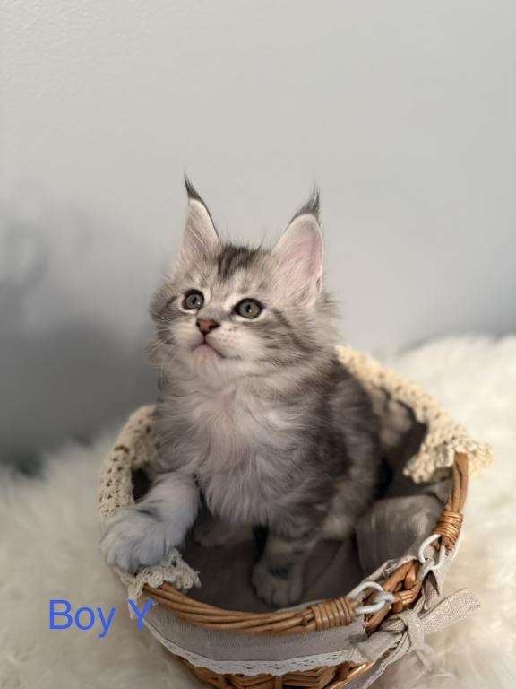 Black Silver Classic Tabby photo 2