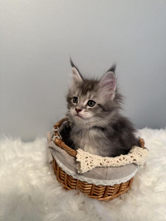 Black Silver Classic Tabby photo 5