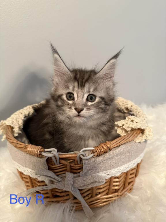 Black Silver Classic Tabby photo 7