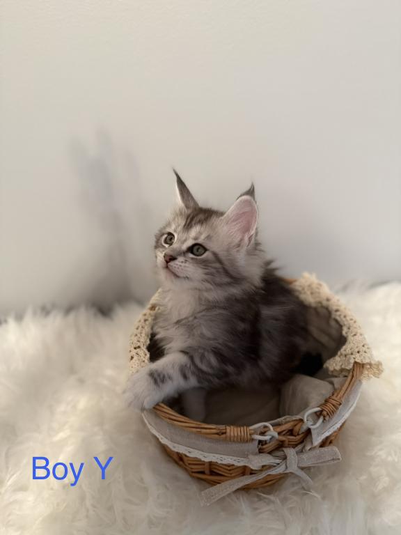 Black Silver Classic Tabby photo 3