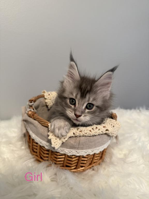 Black Silver Classic Tabby photo 8