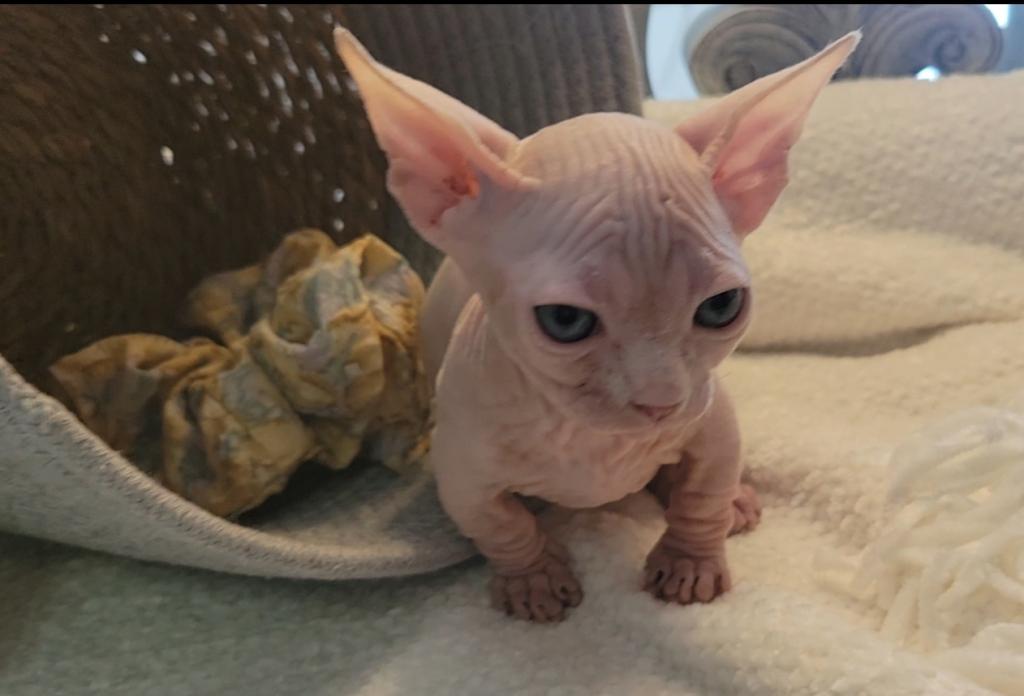 Strangesphynxandelfs photo 8