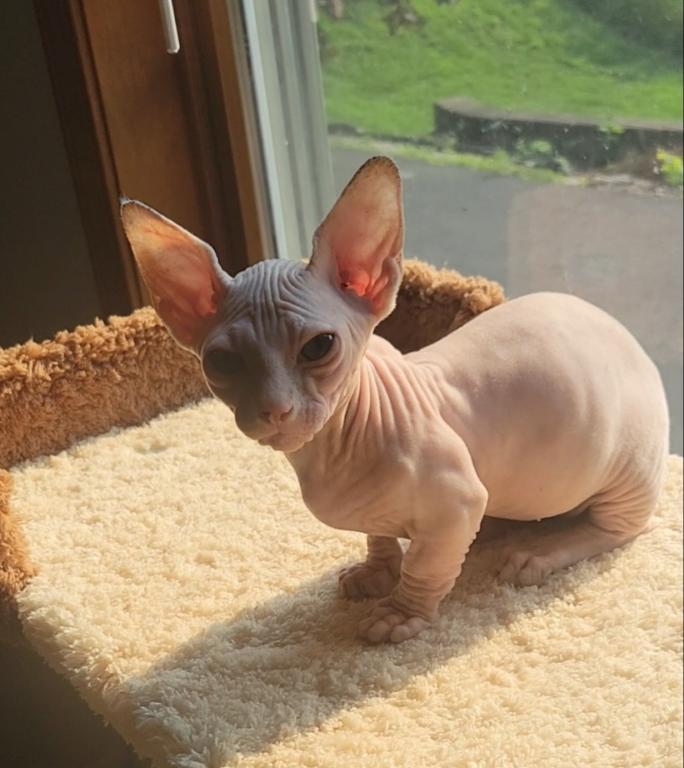 Strangesphynxandelfs photo 3
