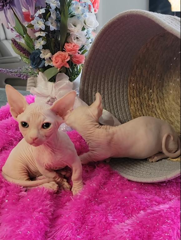 Strangesphynxandelfs photo 2
