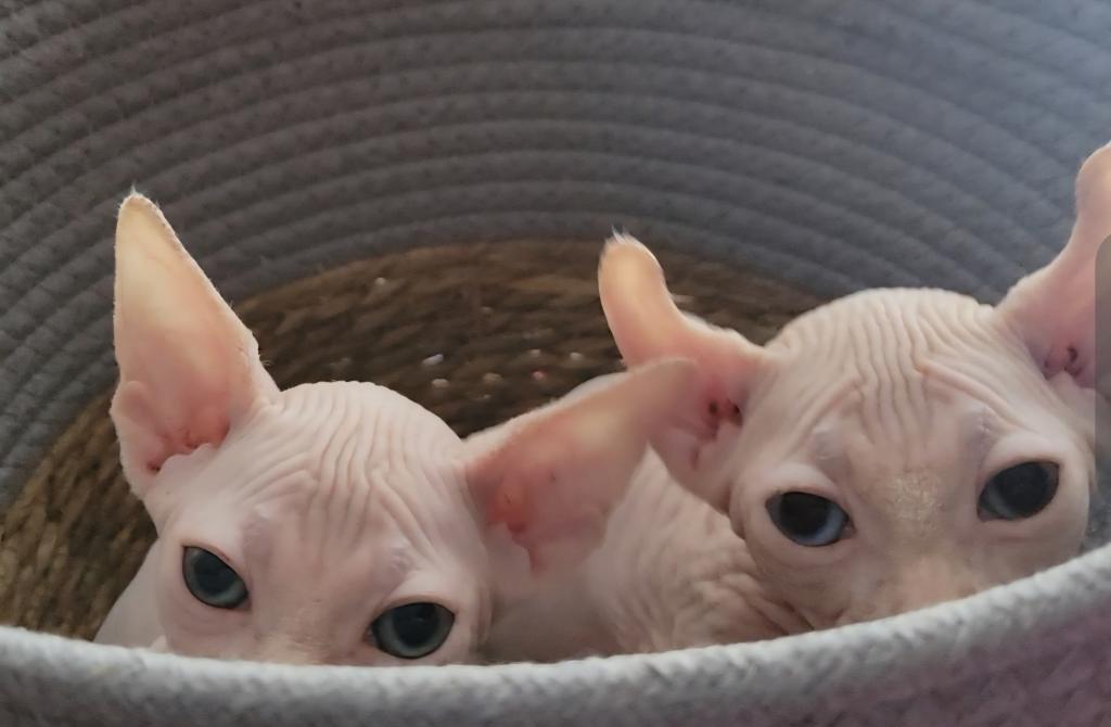 Strangesphynxandelfs photo 6