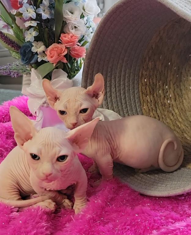 Strangesphynxandelfs photo 4