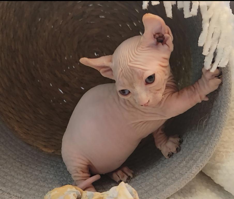 Strangesphynxandelfs photo 7