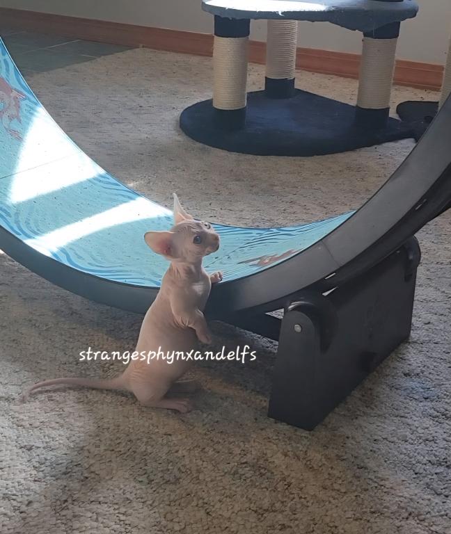 Strangesphynxandelfs photo 5