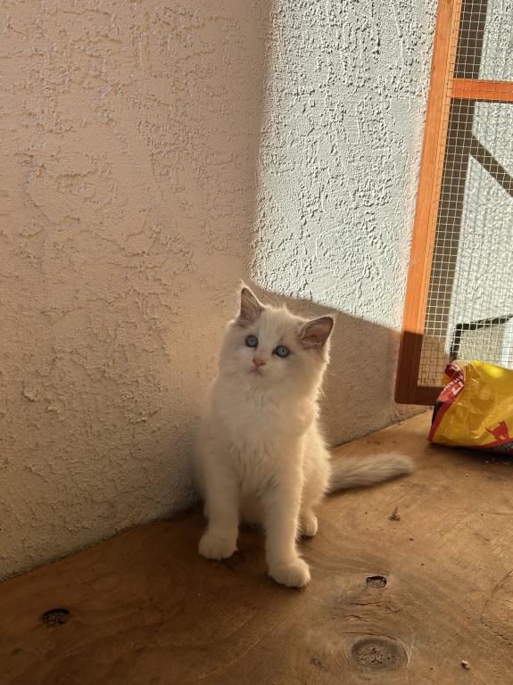 Sweet Ragdoll Babies photo 4