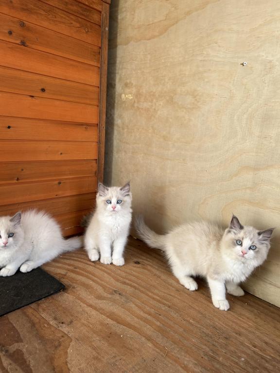 Sweet Ragdoll Babies photo 2