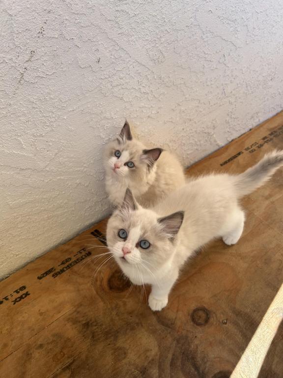 Sweet Ragdoll Babies photo 3