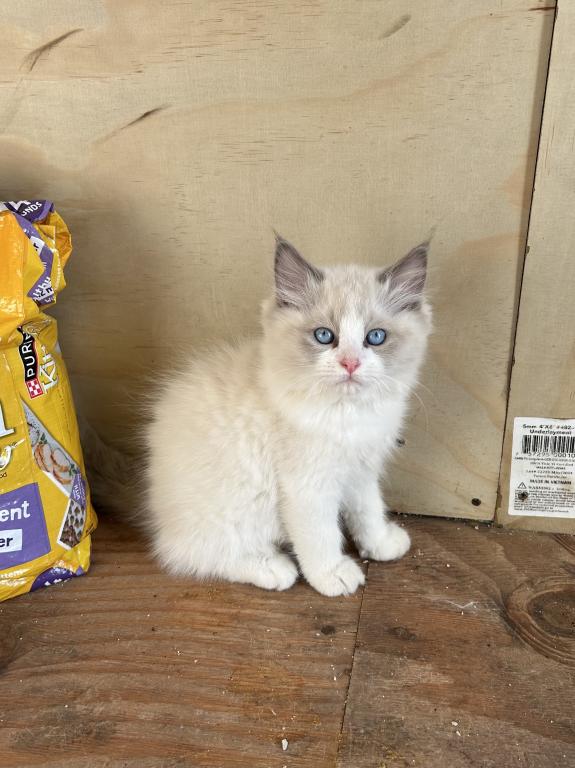 Big Ragdoll Boy