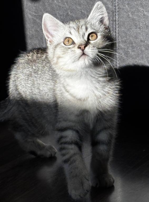 Wasabi Female photo 12