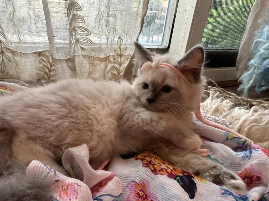 Purebred Female Blue Point Ragdoll Kitten photo 8