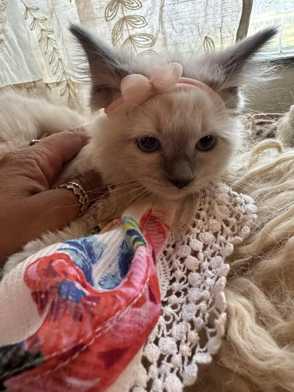 Purebred Female Blue Point Ragdoll Kitten photo 11
