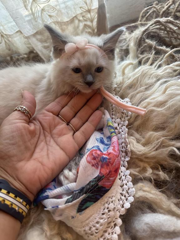 Purebred Female Blue Point Ragdoll Kitten photo 10