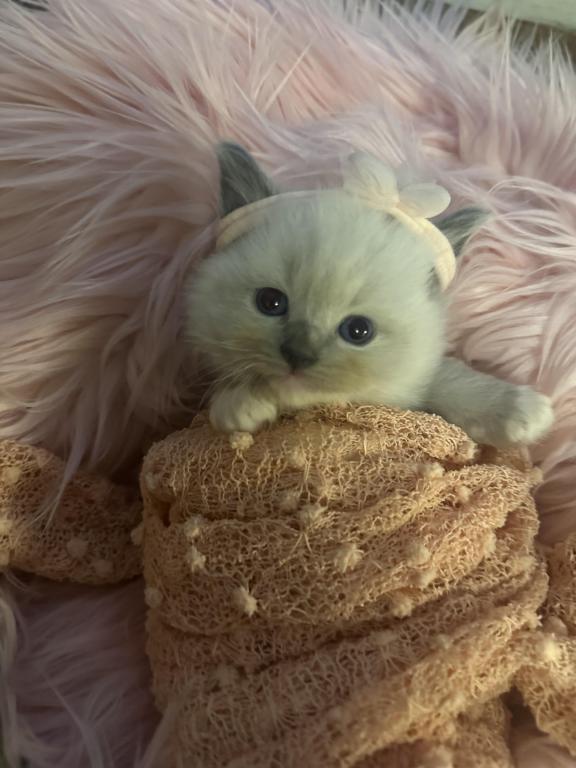 Purebred Female Blue Point Ragdoll Kitten photo 4