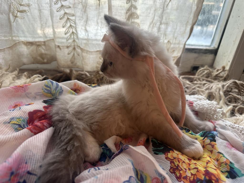 Purebred Female Blue Point Ragdoll Kitten photo 5