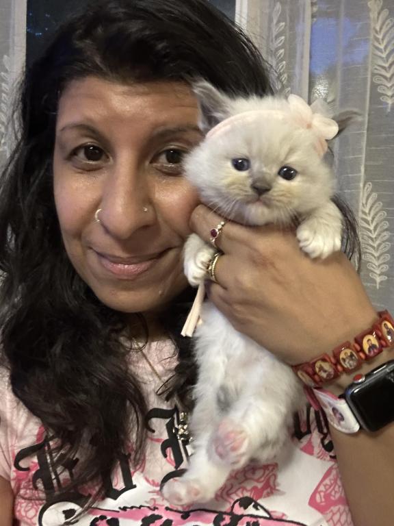 Purebred Female Blue Point Ragdoll Kitten photo 11