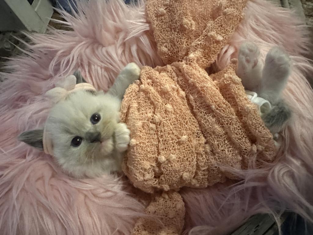 Purebred Female Blue Point Ragdoll Kitten photo 6
