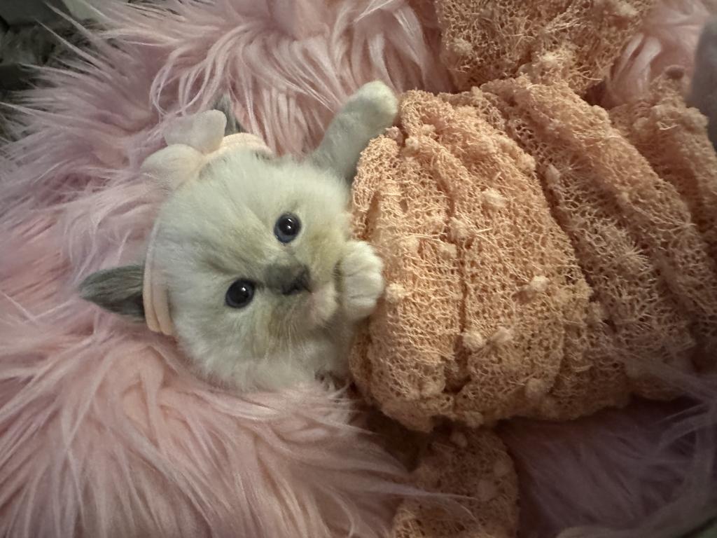 Purebred Female Blue Point Ragdoll Kitten photo 10