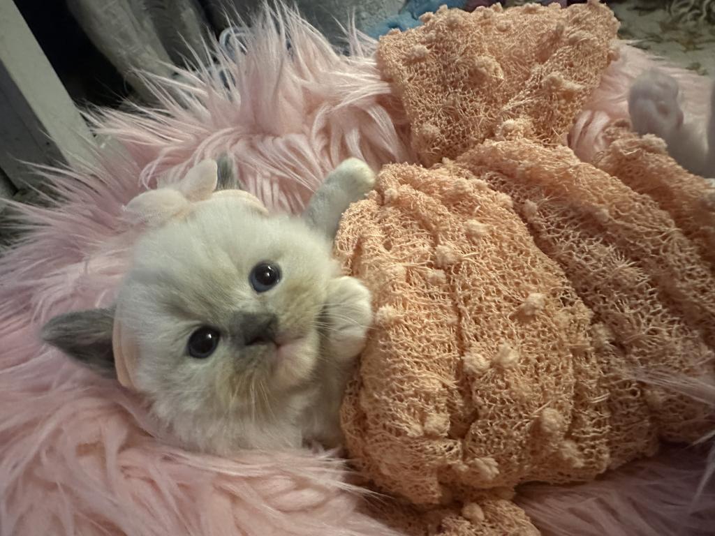 Purebred Female Blue Point Ragdoll Kitten photo 3