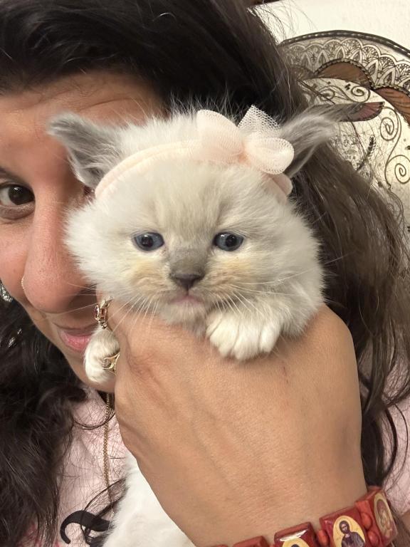 Purebred Female Blue Point Ragdoll Kitten photo 7